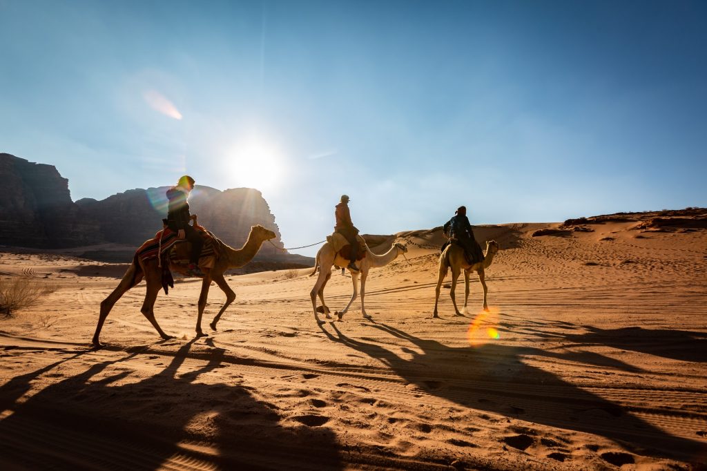 Camel in the desert, Jordan