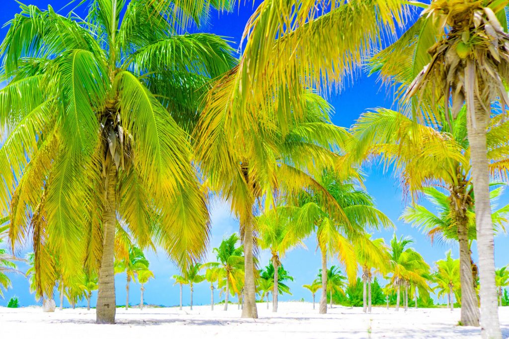 Palm trees on white sand beach. Palm grove in Playa Sirena. Cayo Largo. Cuba